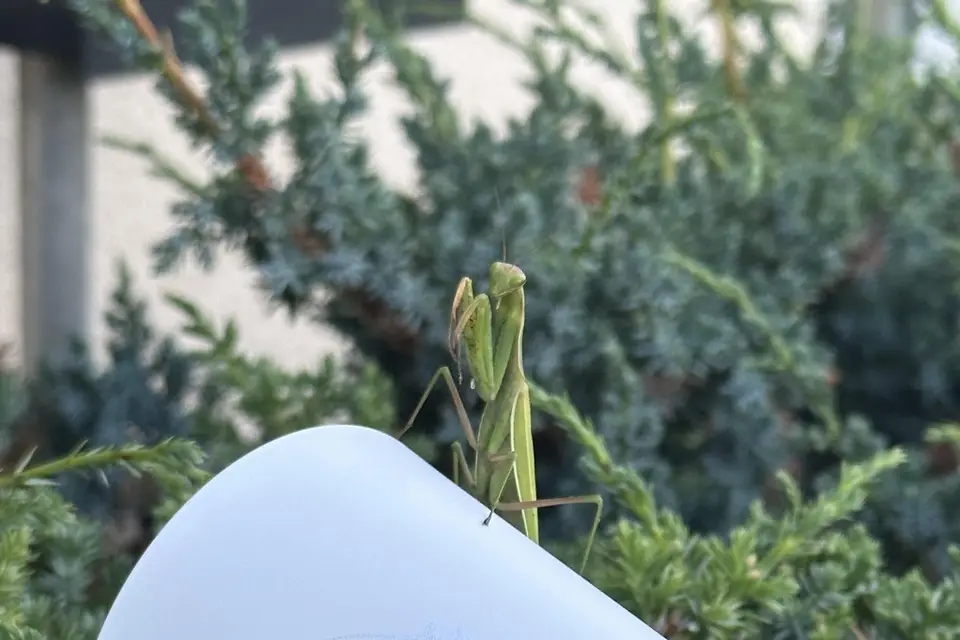 MonGobelet — photo 4