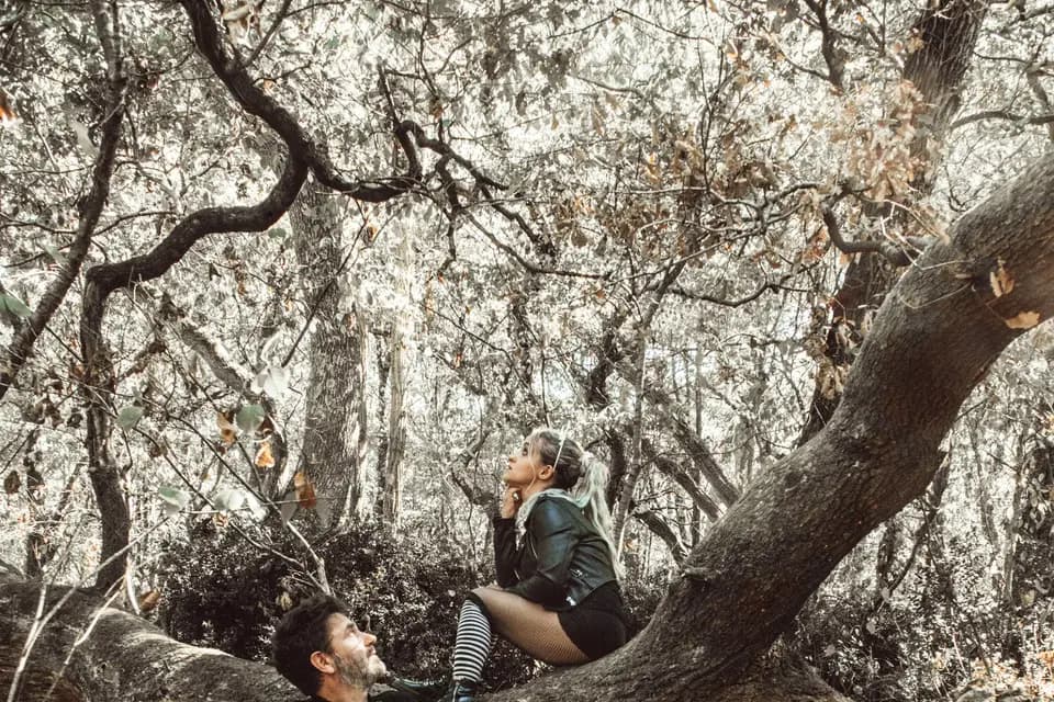 Chats perchés — photo 7