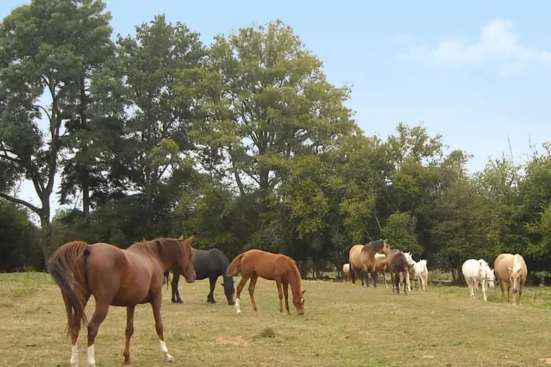 Château de Plantadis — photo 1