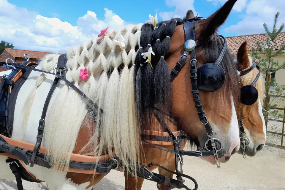 L’Échappée Pastorale — photo 1