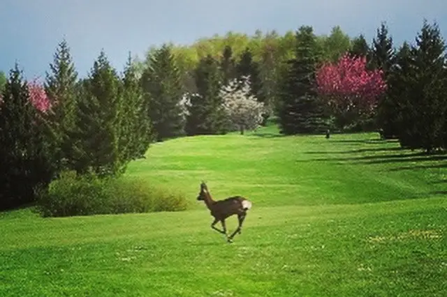 La Vaucouleurs — photo 8