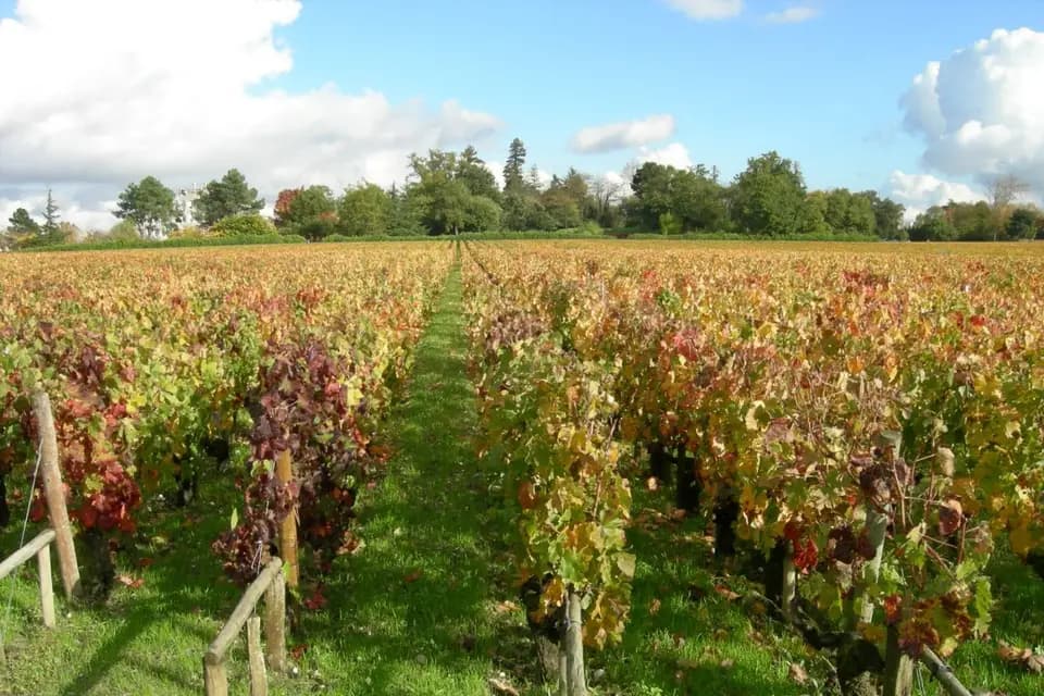 Veni Vidi Viti — photo 1