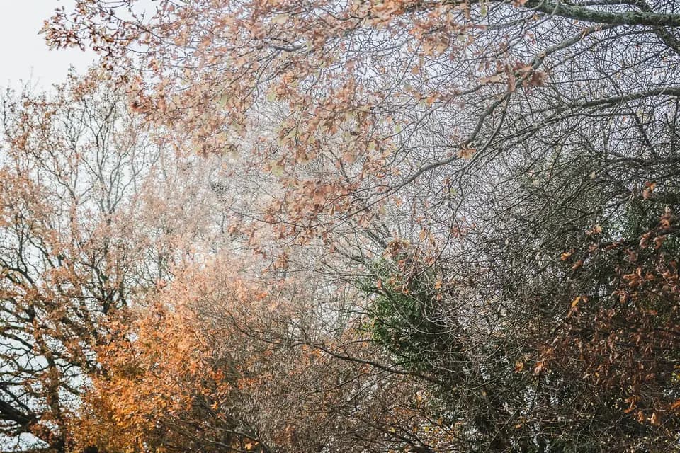 Lemauviel exclusive — photo 1