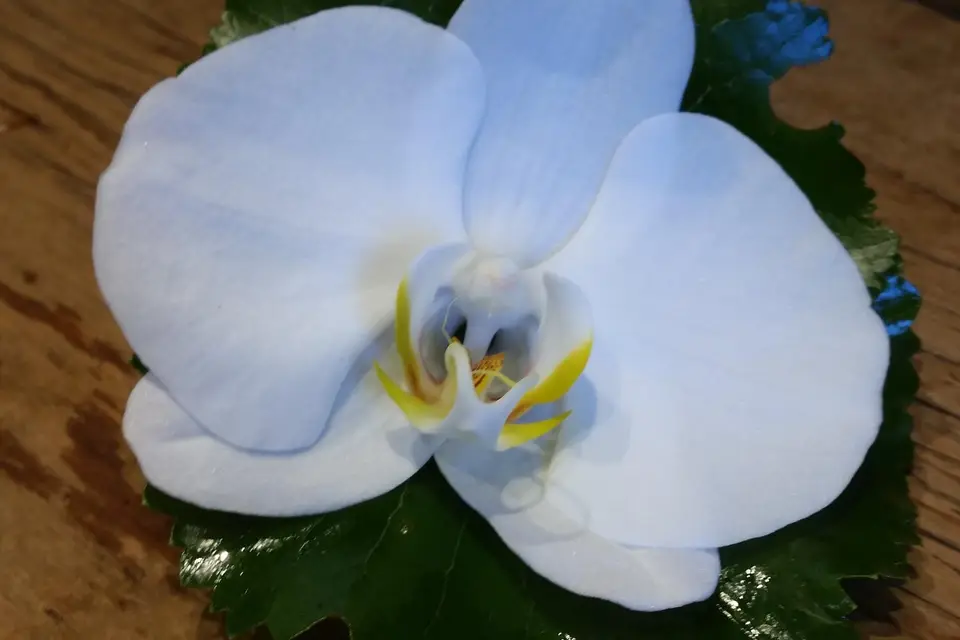 Rustica Flor — photo 3