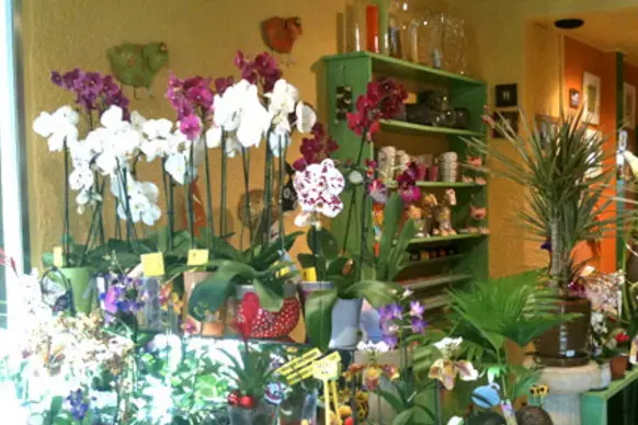 L'effet Fleur — photo 1