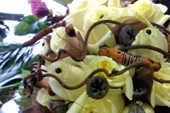 M'Amie Fleur — photo 1