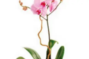 M'Amie Fleur — photo 6