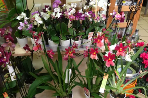 L'Eglantine — photo 6