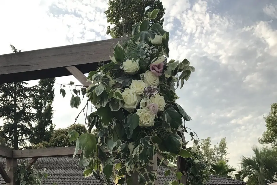 Pura Vida — photo 3