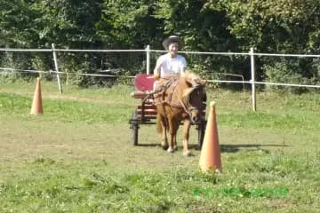 Association Attelages Côte Basque — photo 3