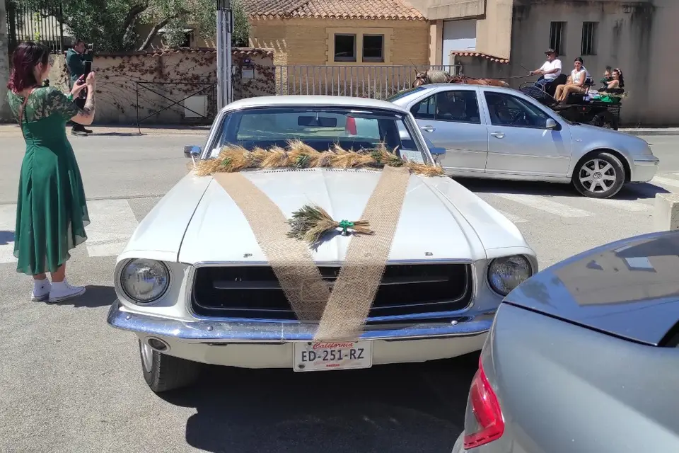 Caelinae — photo 1