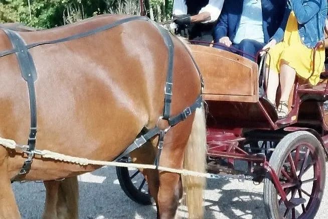 Les Calèches du Lysos — photo 7