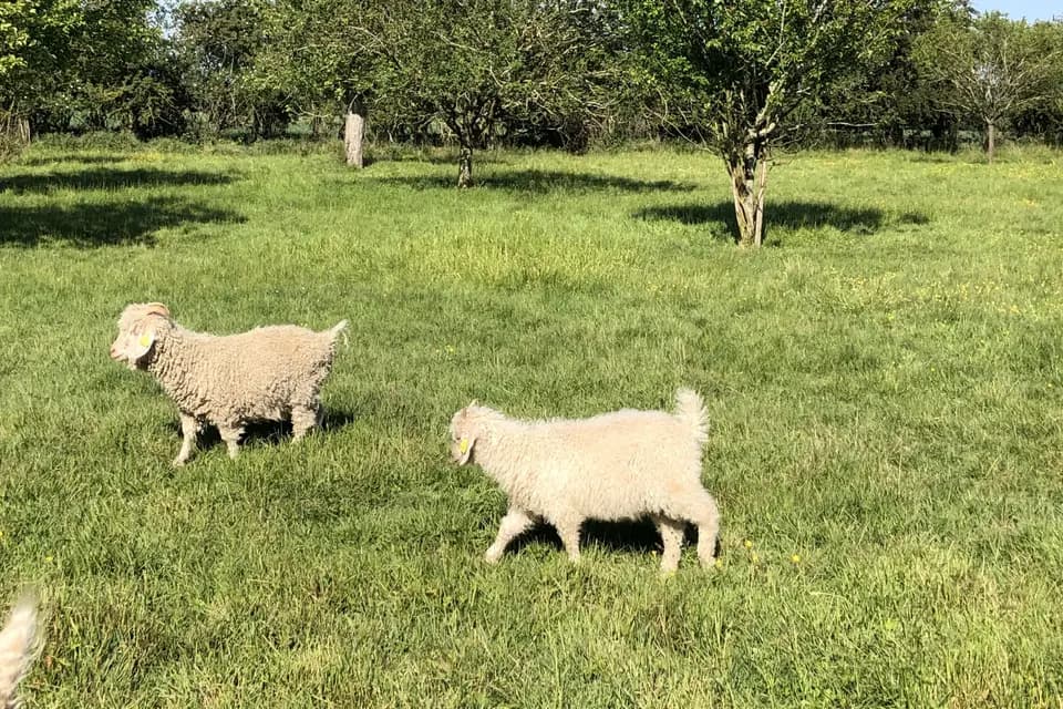 Domaine de l'Aubinette — photo 3