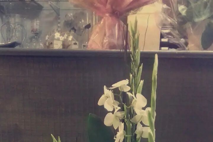 Flore Nomade — photo 3