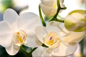 Le Palais de la Fleur - Fleuriste — photo 7