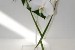 Plant Center Fleurs — photo 8