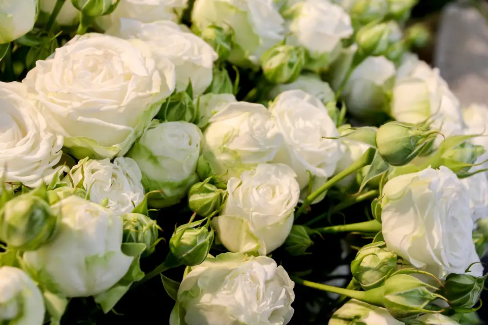 Just Jane — photo 7