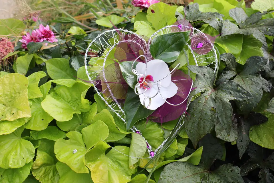 Floralys — photo 6