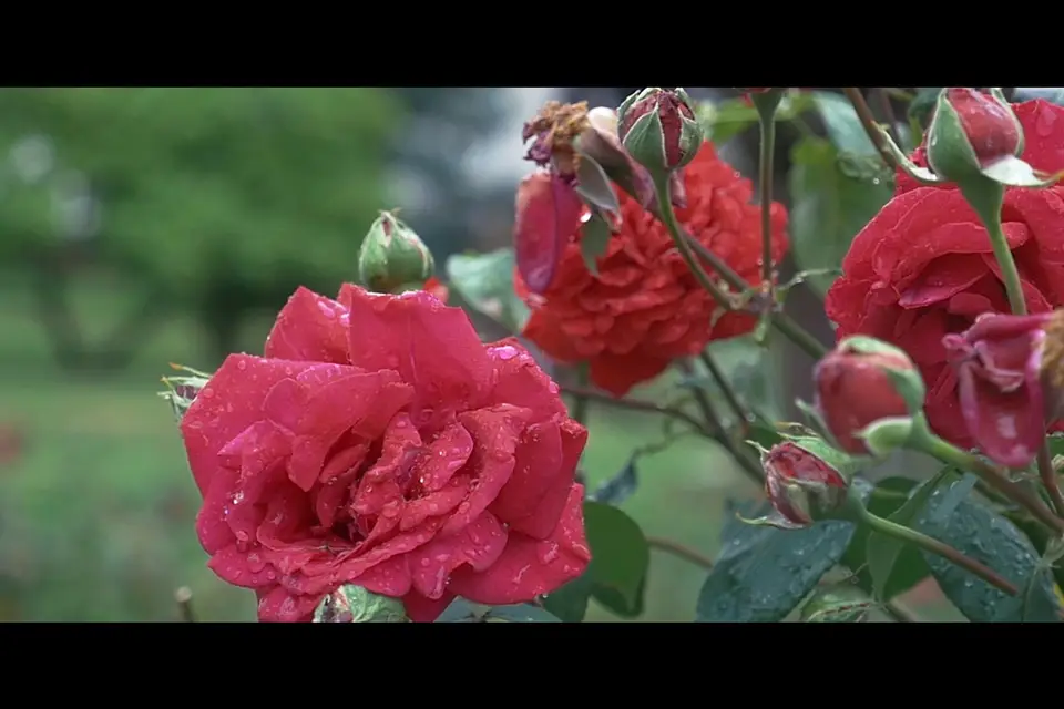 Julien Delrieu — photo 6