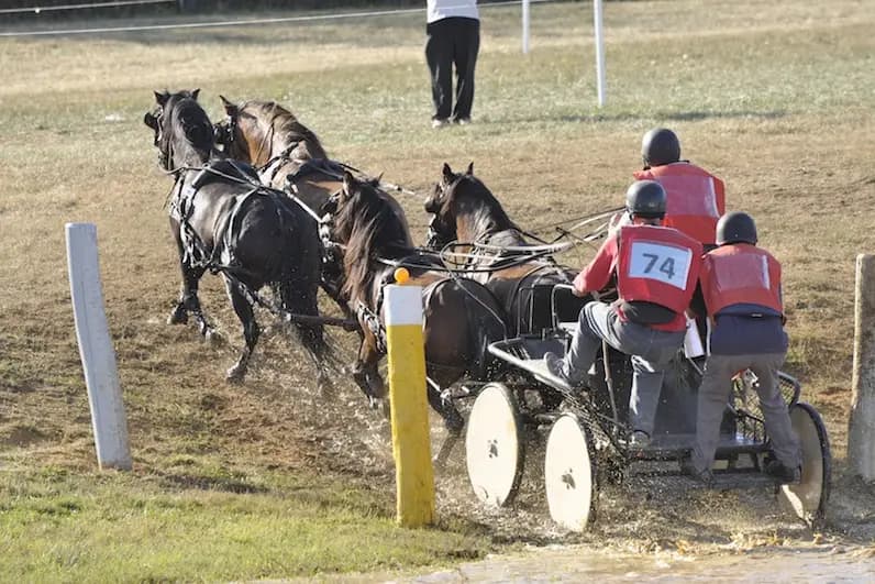 Mariage en Calèche - Nonette-Cuirs — photo 6