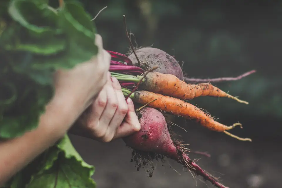 Le Coz Traiteur — photo 5