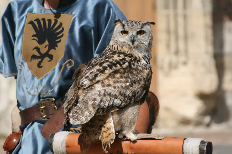 Falcon Temporis Fauconnerie — photo 3