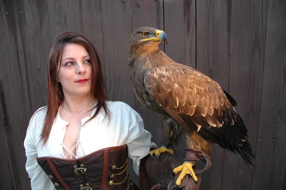 Falcon Temporis Fauconnerie