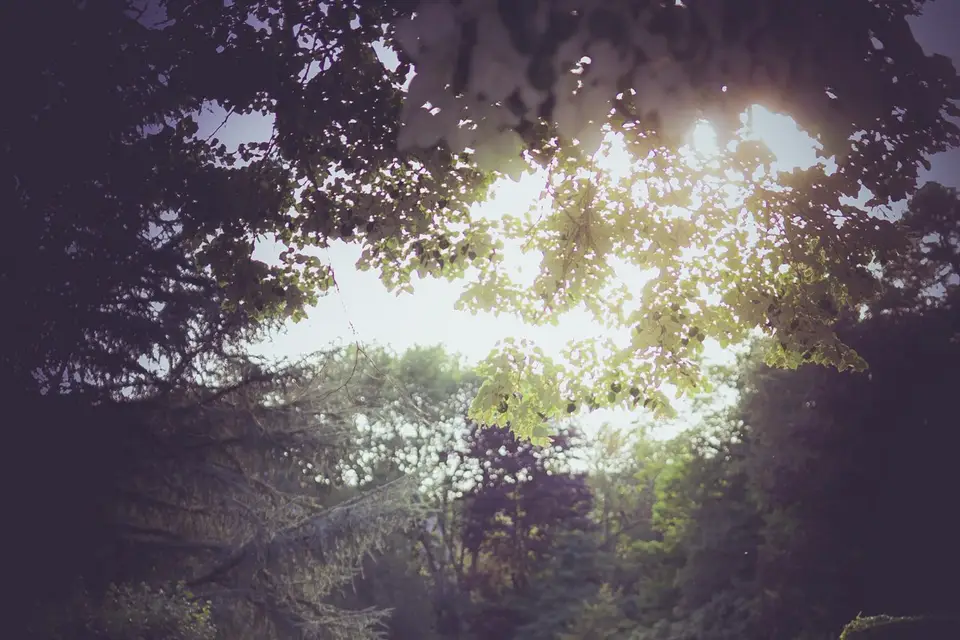 Claude Herrmann Photographie — photo 8