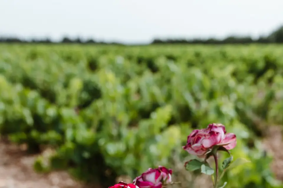 Domaine Chant des Loups — photo 8