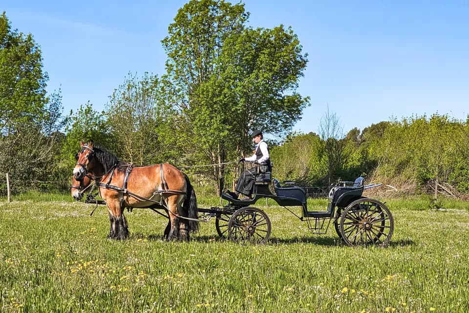 Les Attelages du Vidourle — photo 3