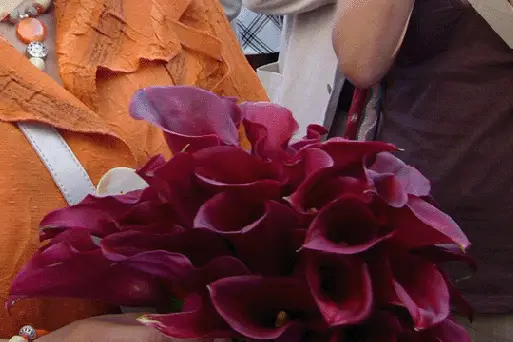 Amarante — photo 8