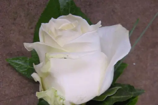 Amarante — photo 2