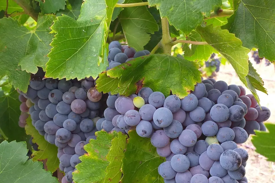 La Villa Sépia — photo 4