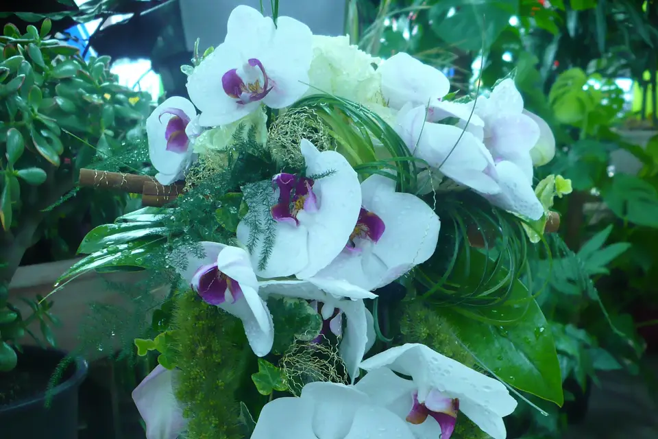 Abélia Fleuriste — photo 8