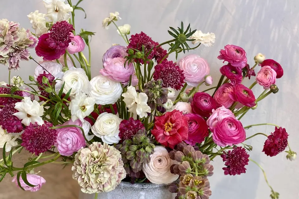 Primeroze — photo 1