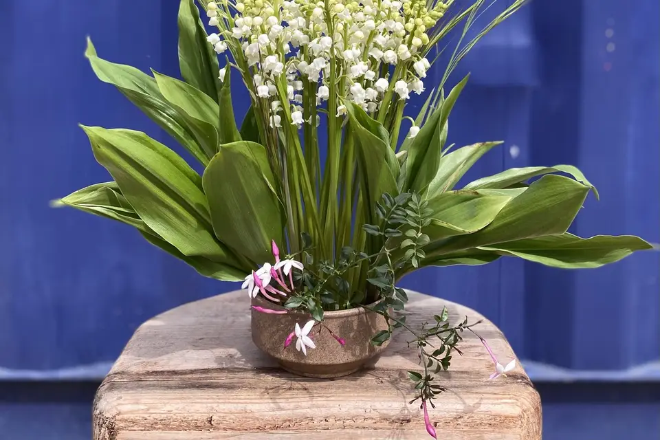 Primeroze — photo 6