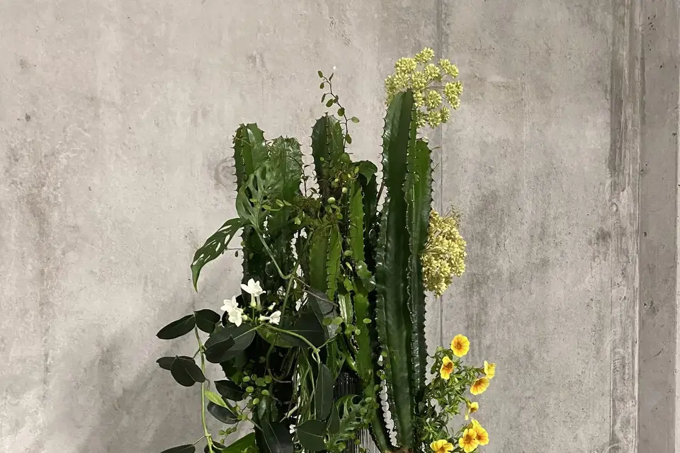 Primeroze — photo 5