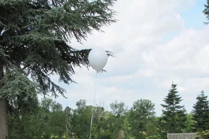 Vena Amoris — photo 1