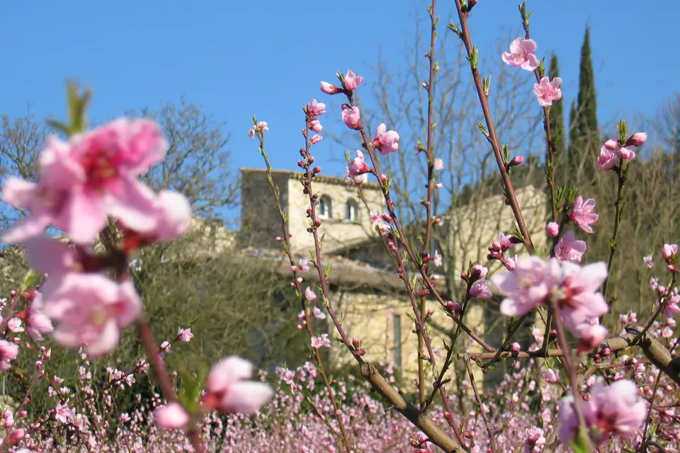 Domaine Les Fougères — photo 1