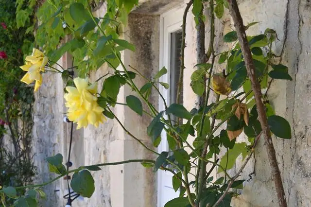 Domaine Les Fougères — photo 4