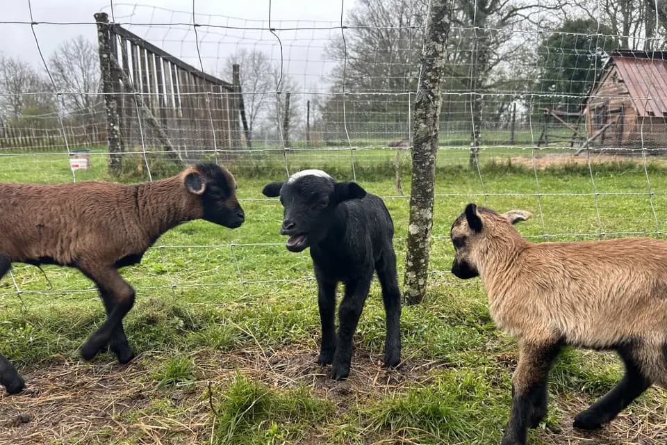 L'Homme des Bois — photo 3