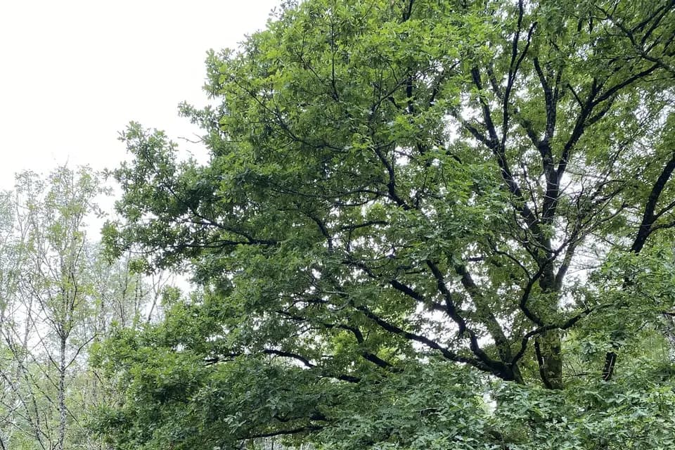 L'Homme des Bois — photo 2