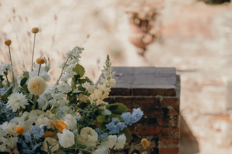 Cosmos politaine — photo 3