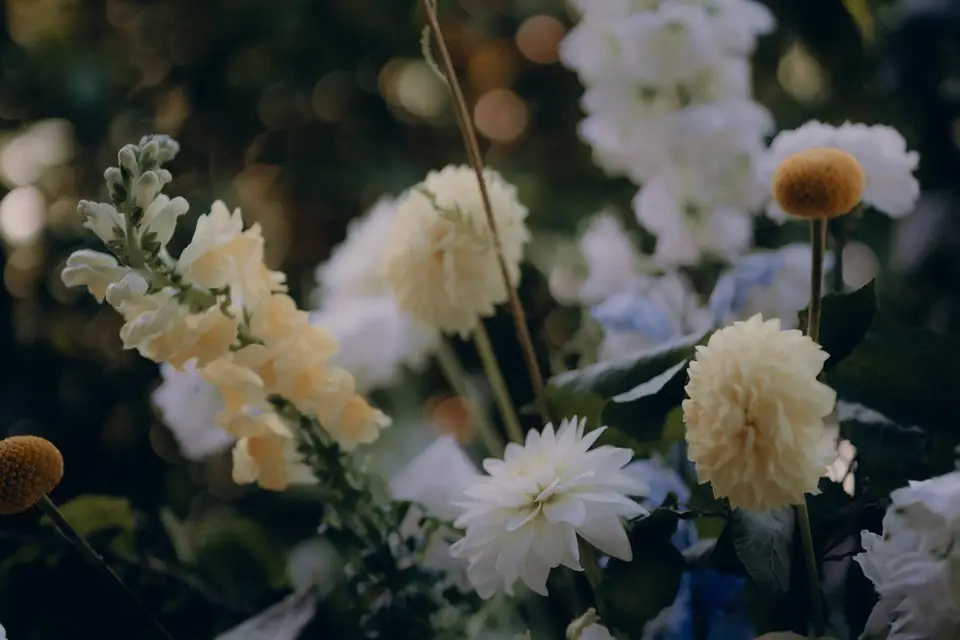 Cosmos politaine — photo 5