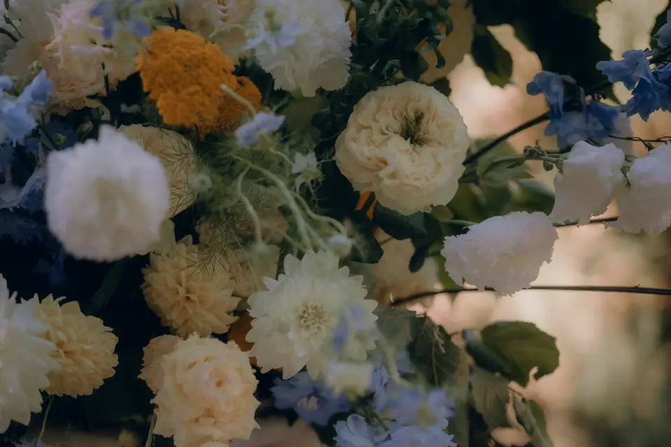 Cosmos politaine — photo 6