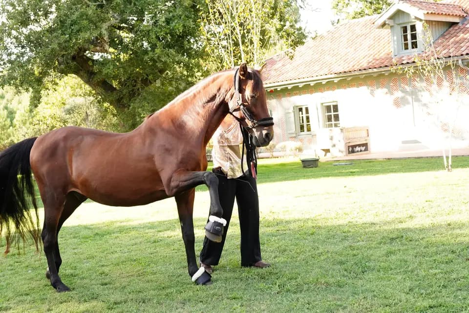 Horse Connect40 Events — photo 8