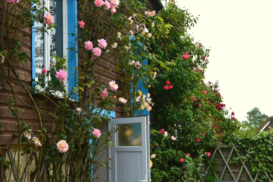 Egeria by CG — photo 5