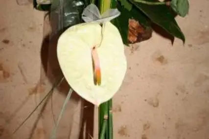 D'une fleur à l'autre — photo 4