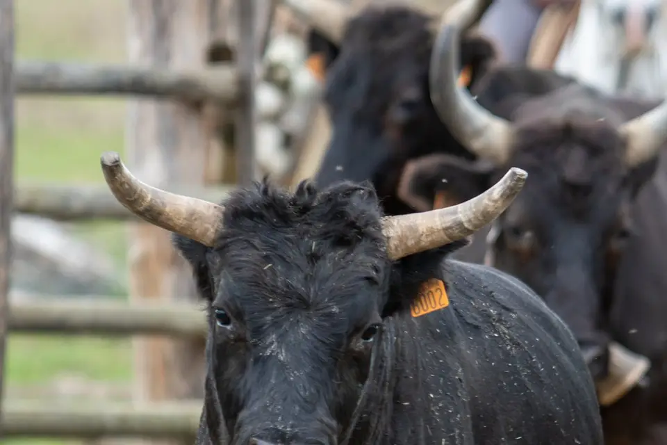 Houseboat Camargue — photo 2