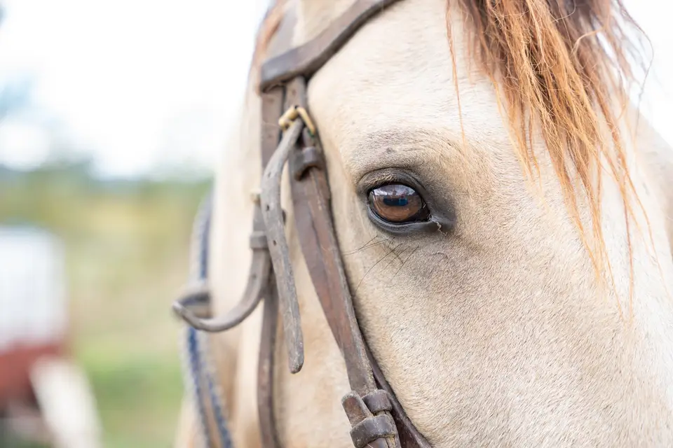 Houseboat Camargue — photo 4